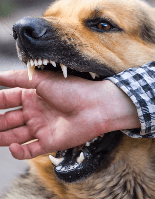 Photo of a dog biting a man's hand